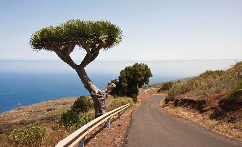 Canarische Eilanden Drakenbloedboom op La Palma