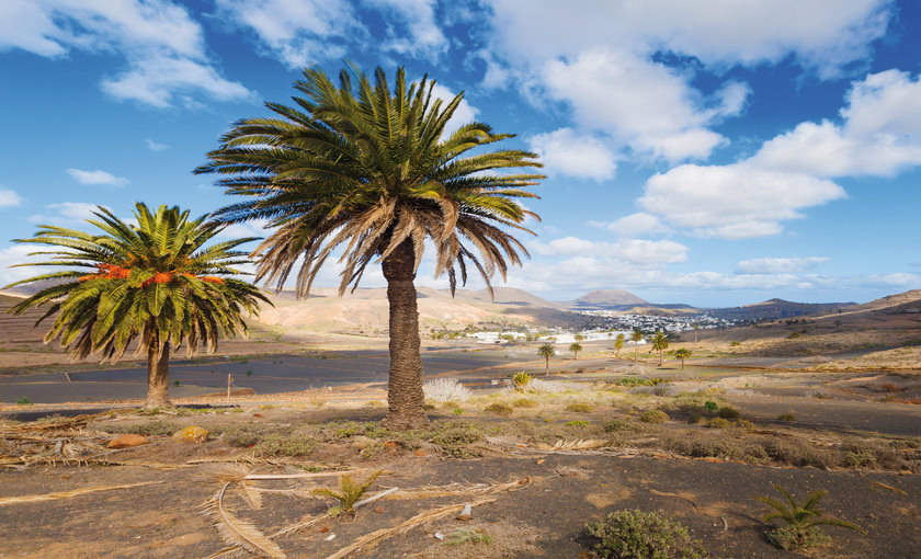 Canarische Eilanden Lanzarote palmbomen