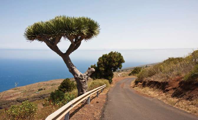 Canarische Eilanden Drakenbloedboom op La Palma