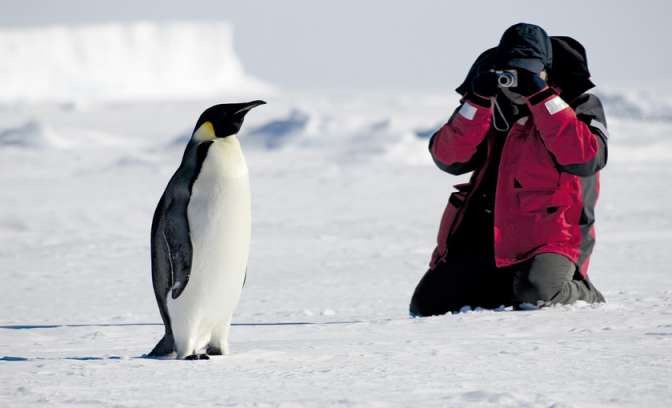 Een pinguïn wordt gefotografeerd