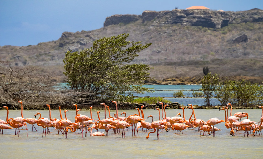 Wilde flamingo's op Curaçao