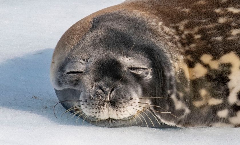 Slapende zeehond in Antarctica