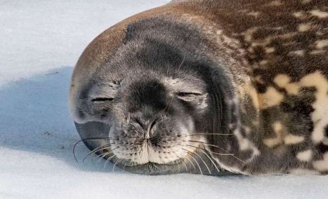 Slapende zeehond in Antarctica