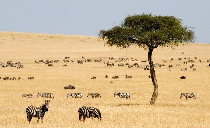 Zebra's op de steppe in Afrika